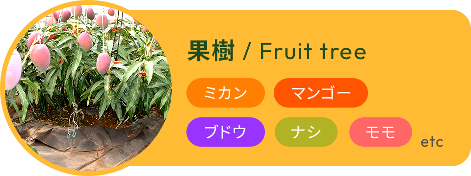 果樹 / Fruit tree ミカン マンゴー ブドウ ナシ モモ etc