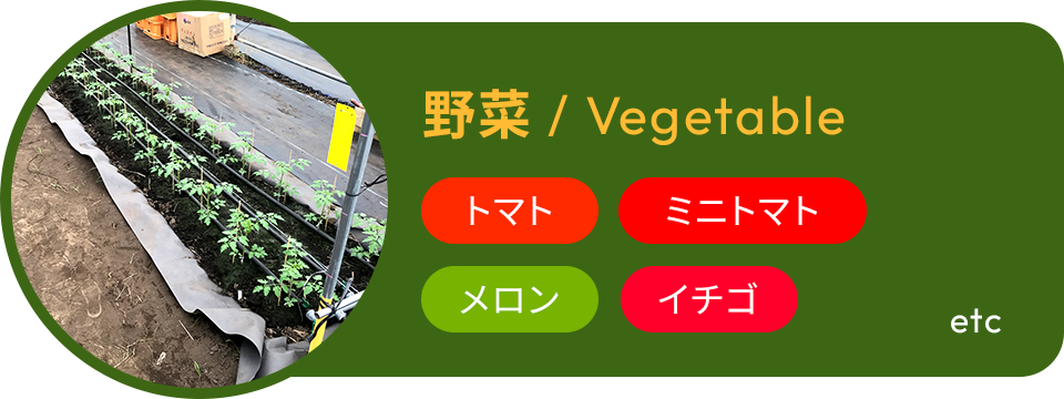 野菜 / Vegetable トマト ミニトマト メロン イチゴ etc